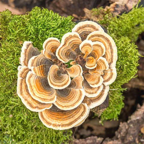 Turkey Tail