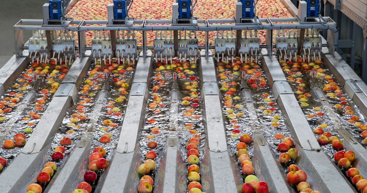 apples being washed and sorted on an automated processing line
