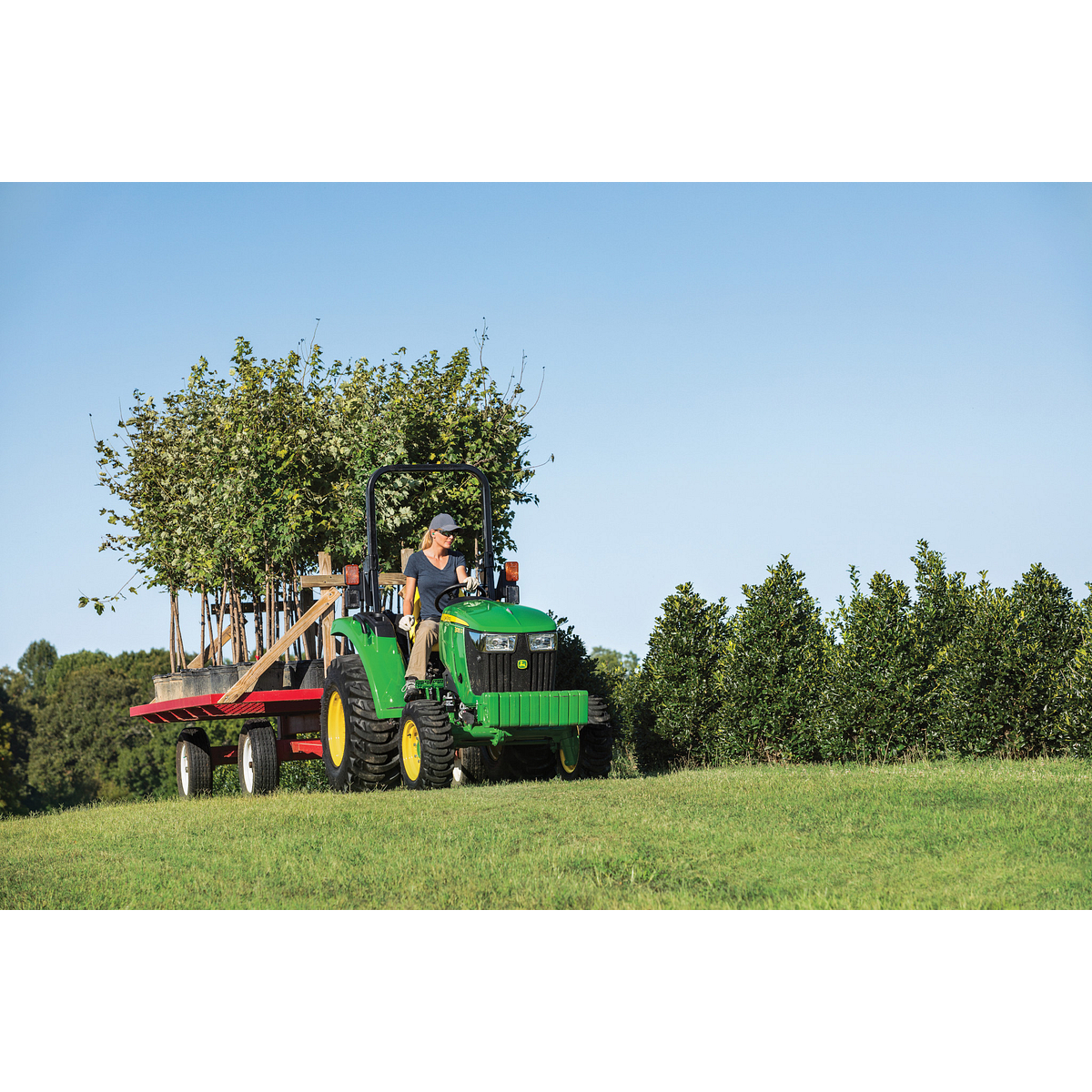 A green tractor driven across a grassy hill in an orchard pulls a trailer loaded with upright trees, with rows of dense greenery and a clear blue sky in the background