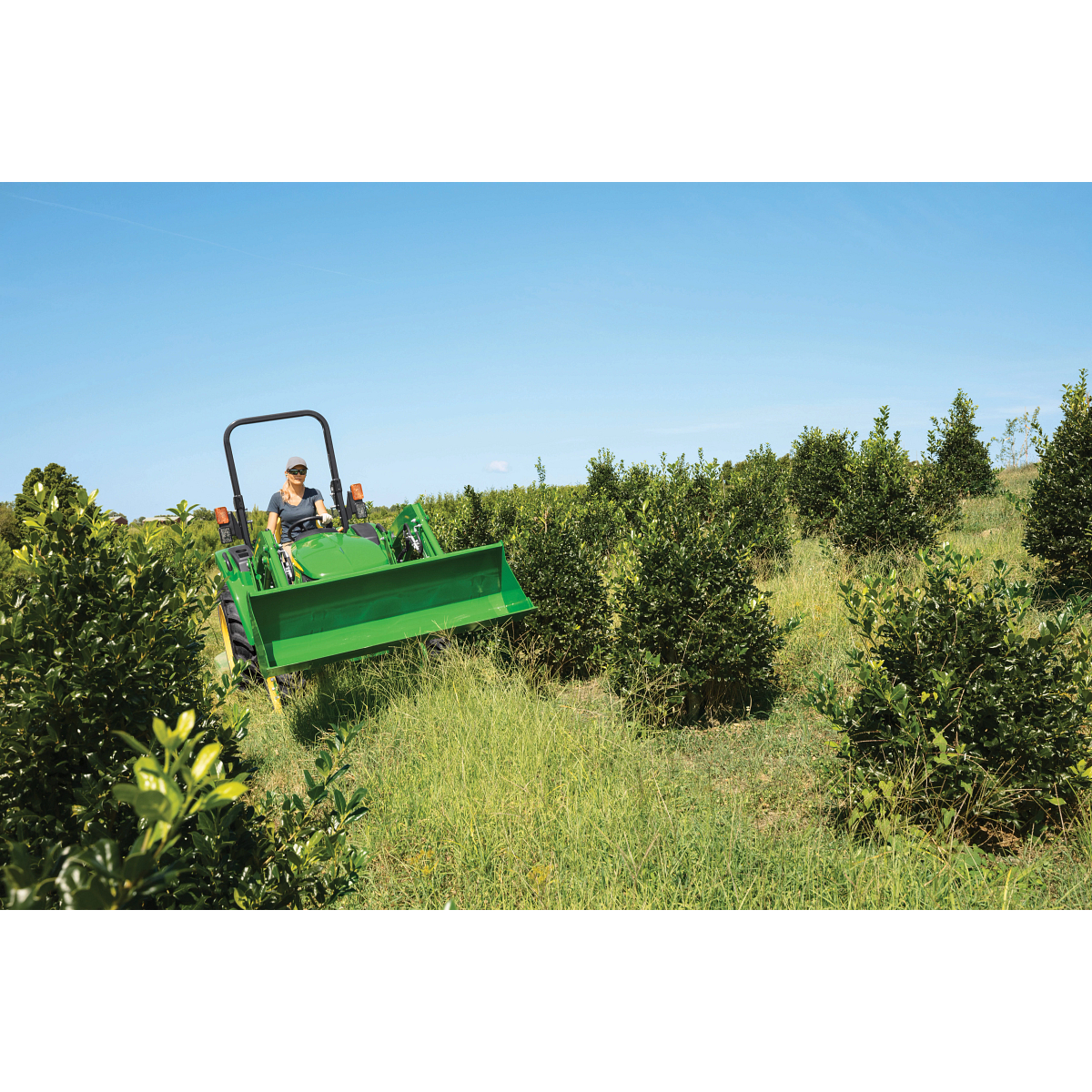 A person on a green tractor with a front loader drives through a grassy orchard with rows of small trees under a clear blue sky