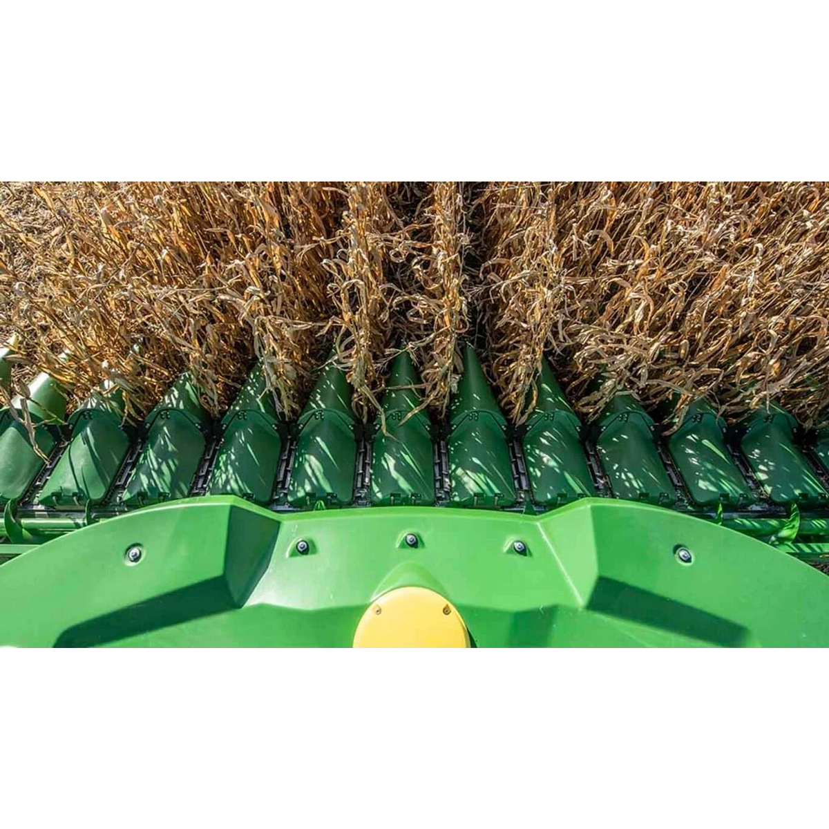 Close-up of a John Deere corn head gathering standing corn rows