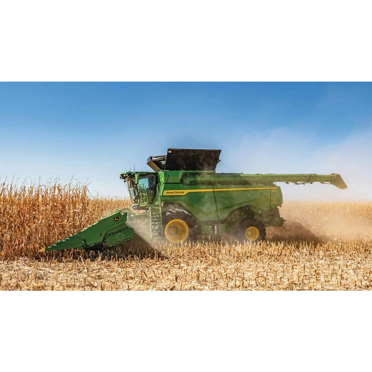 Combine harvesting corn