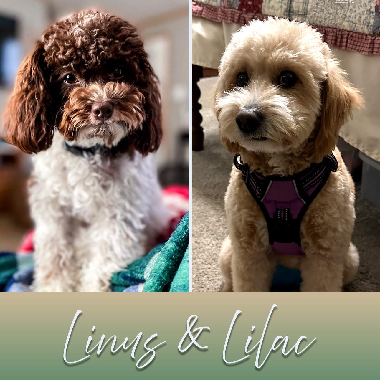 Shiloh Farms parent dogs