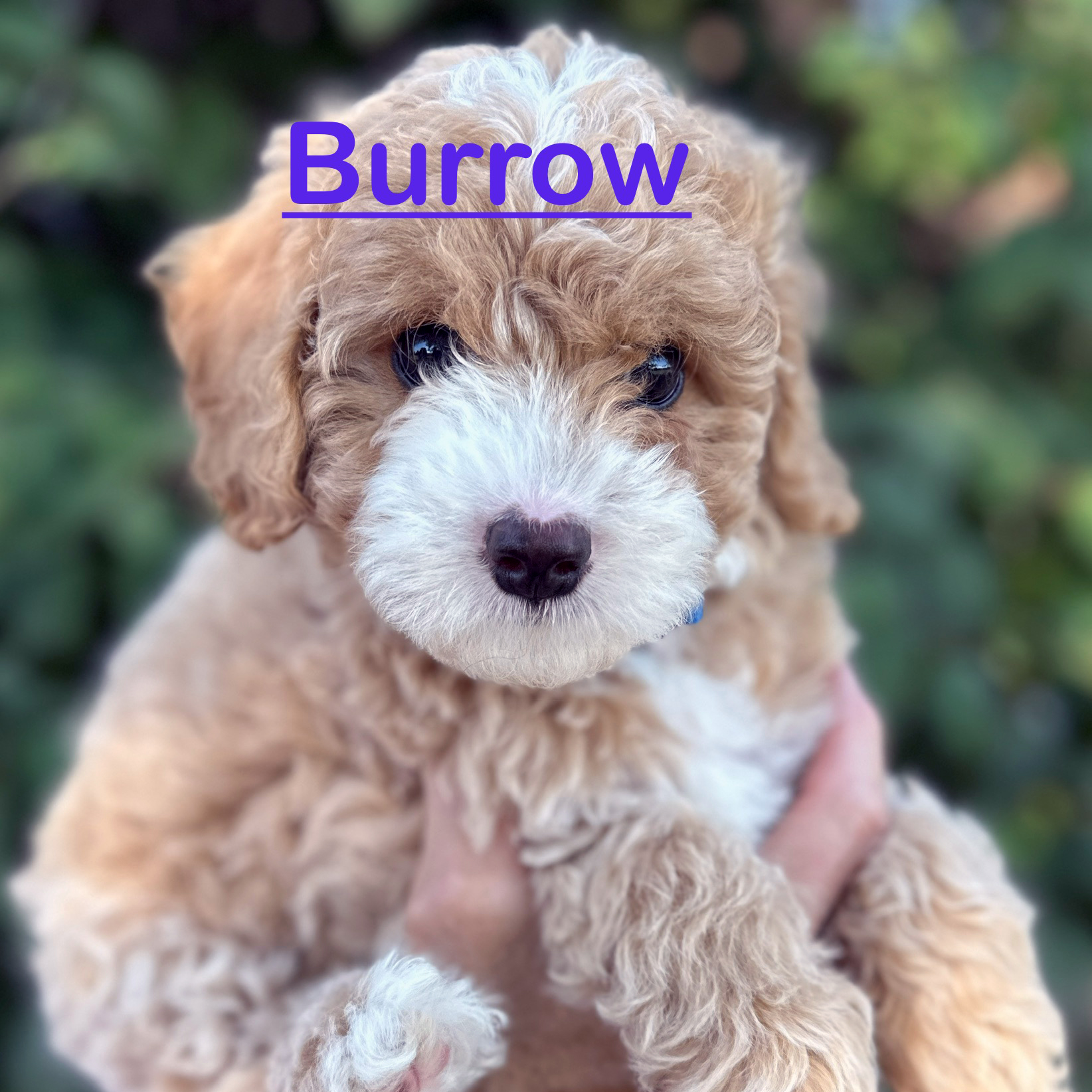 Curly brown and white puppy being held outdoors with blurred greenery background.