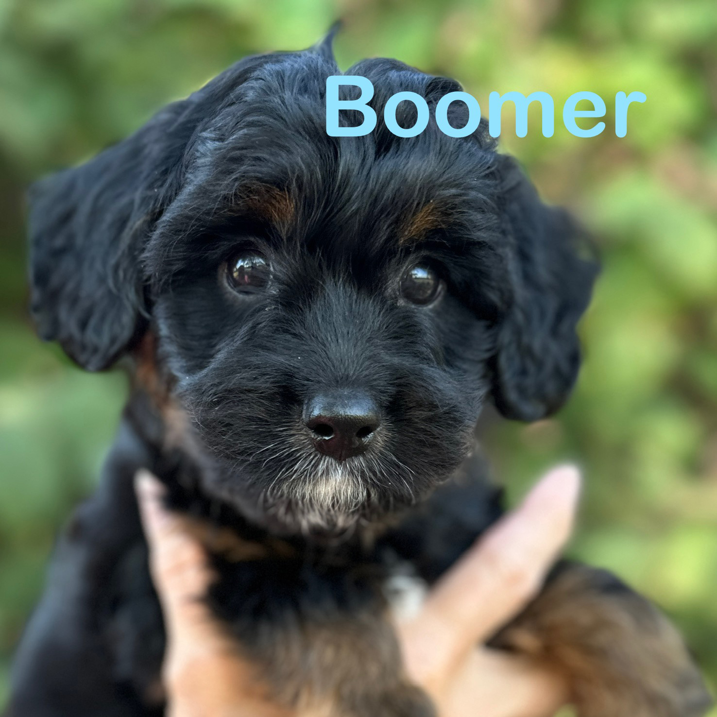 Close-up of a black and brown puppy being held, with the word 'Boomer' in light blue text above its head.