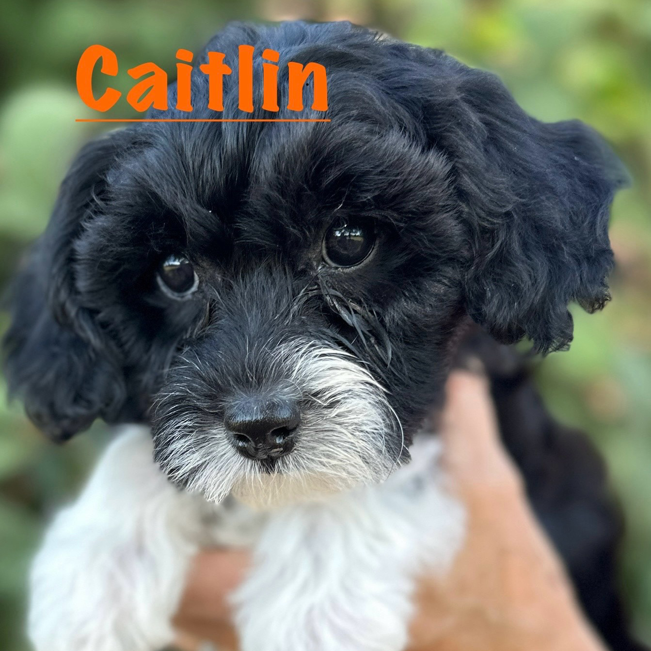 Close-up of a black and white puppy with curly fur being held, with the name Caitlin in orange text above.