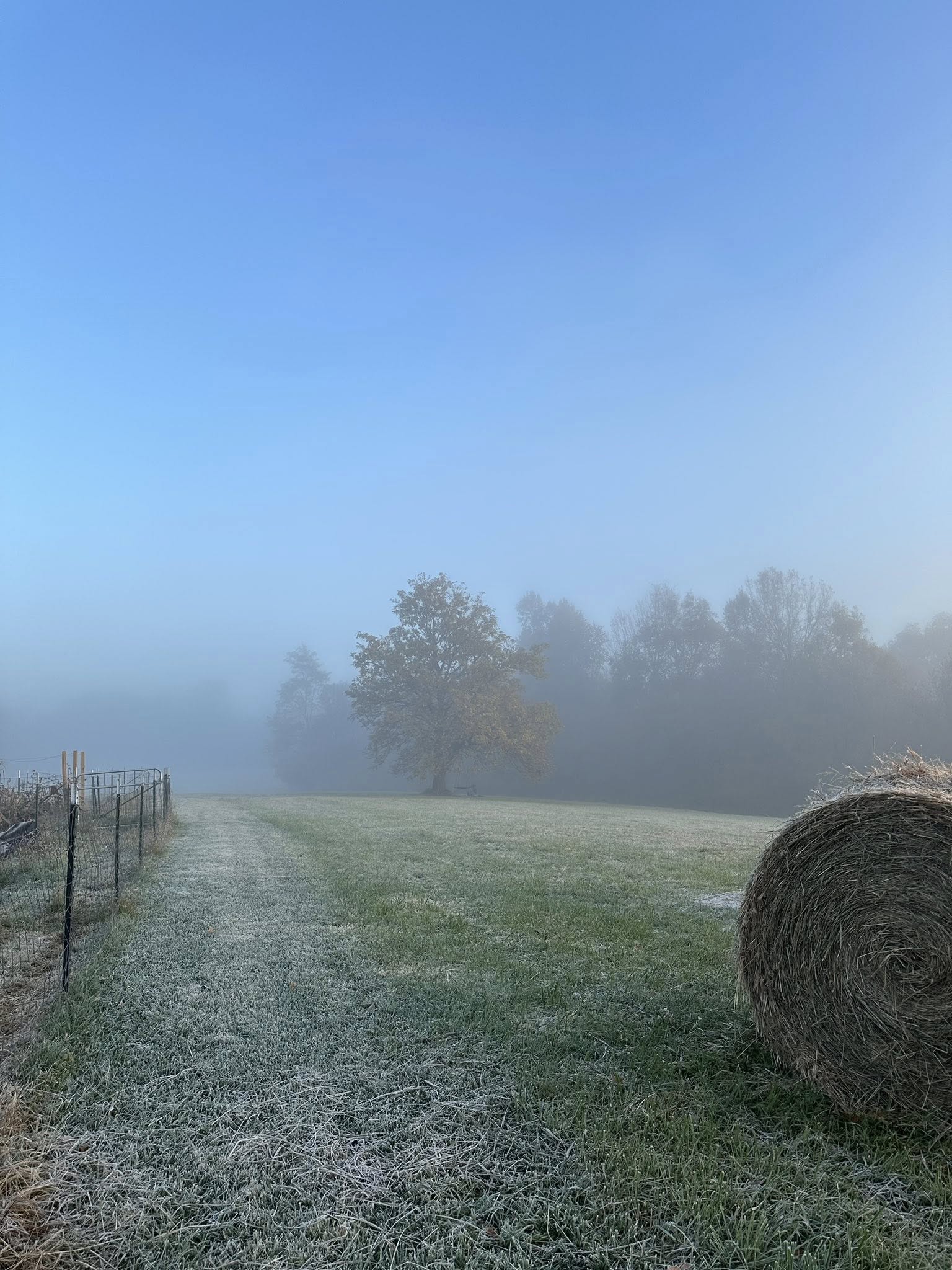 Frost-covered grassy field with a hay bale on the right, a fence on the left, and a large tree in the foggy distance under a clear blue sky.