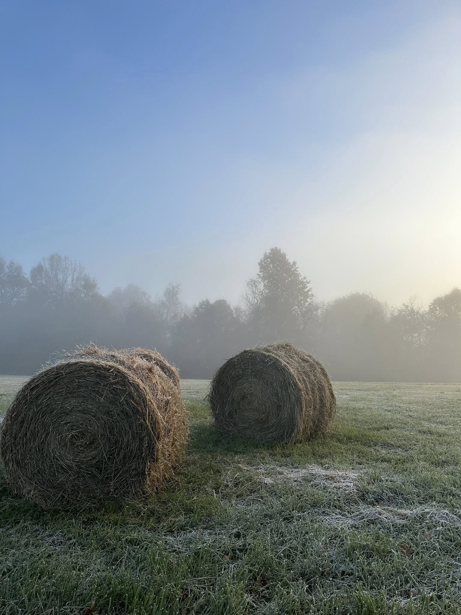 Two large round hay bales on a frosty green field with trees and morning fog in the background under a clear blue sky.