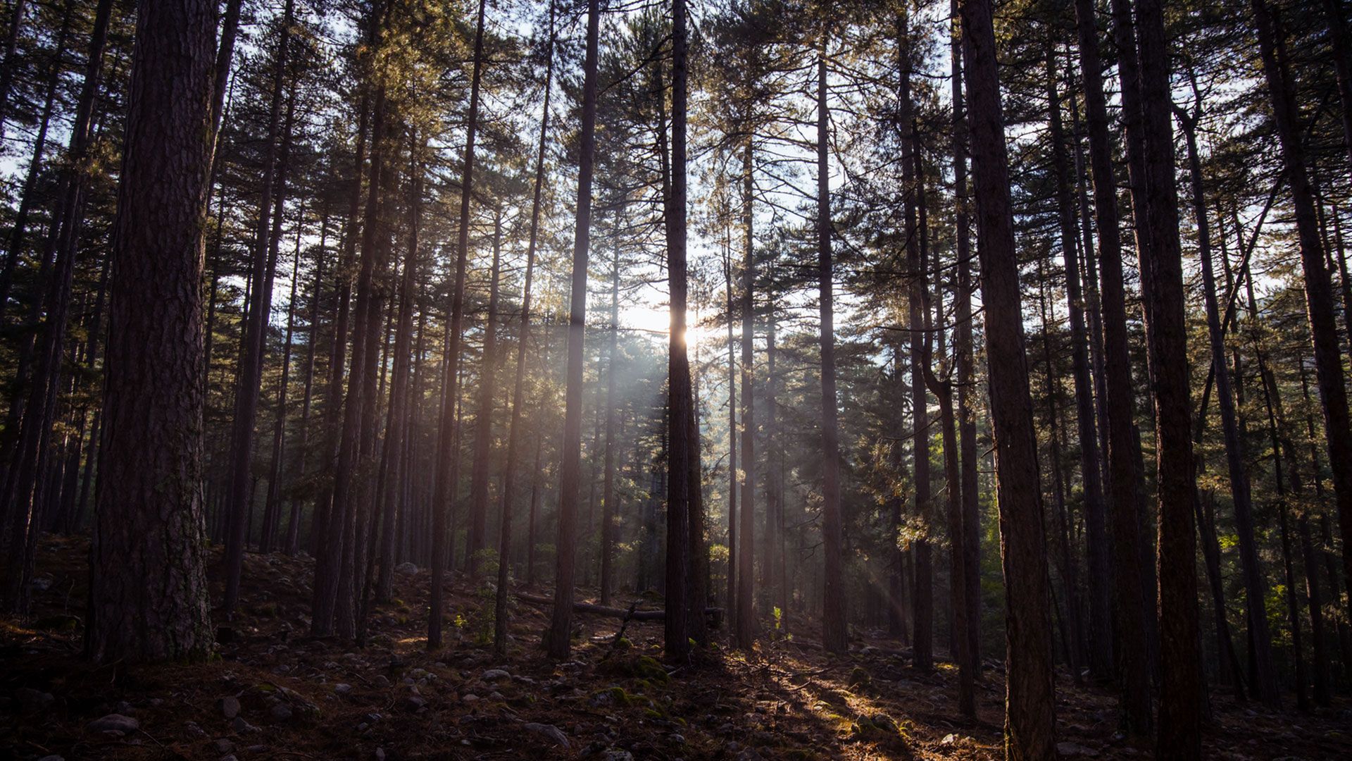 What Is Forest Bathing? Plus, the Therapeutic Benefits of Spending Time in the Woods