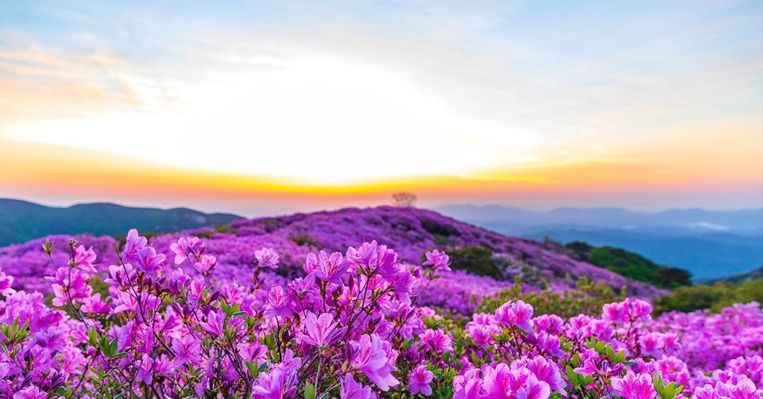 Recurring Spring Spring Renewal | DailyOM