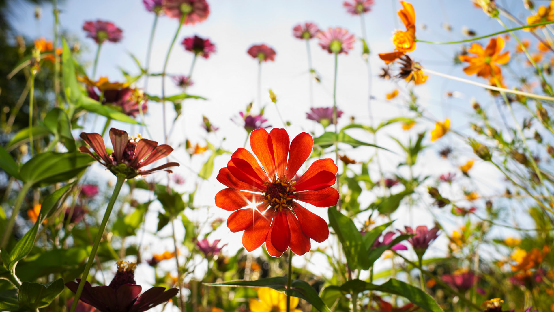 Nature image relating to the inspirational message