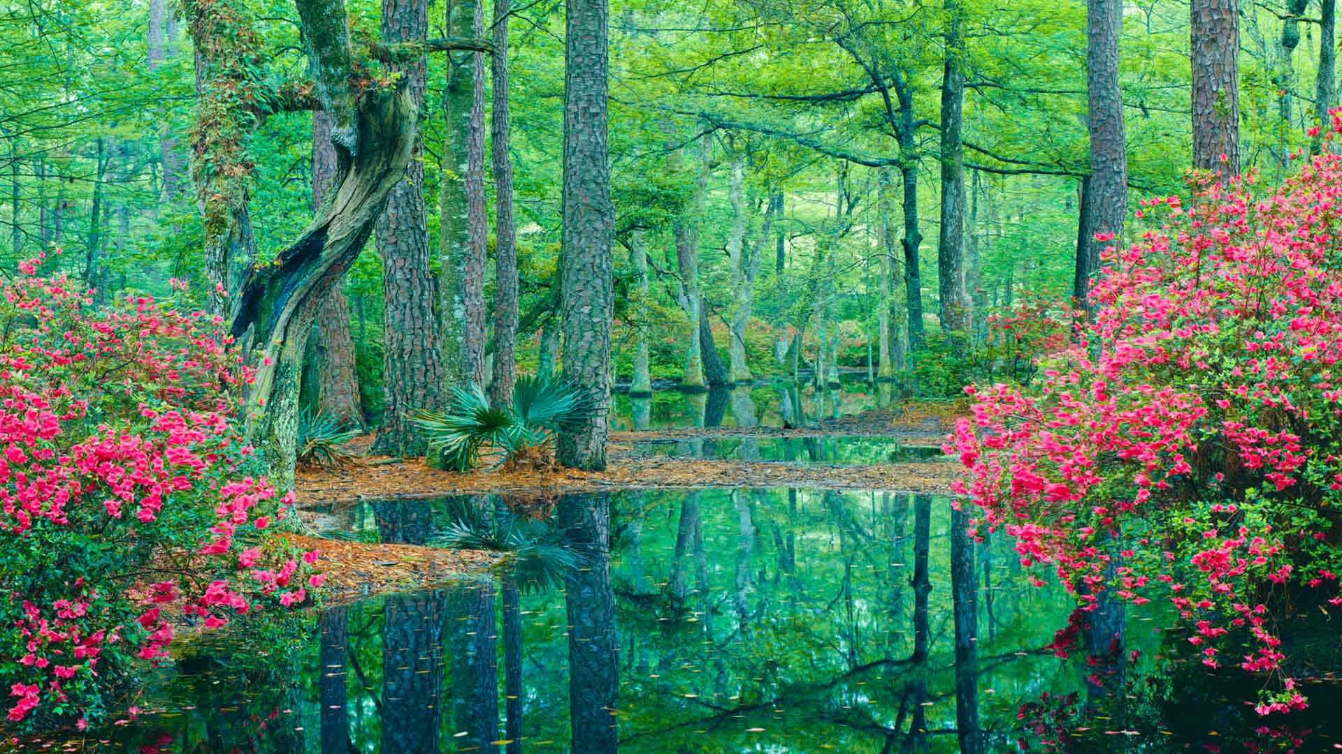 Nature image relating to the inspirational message