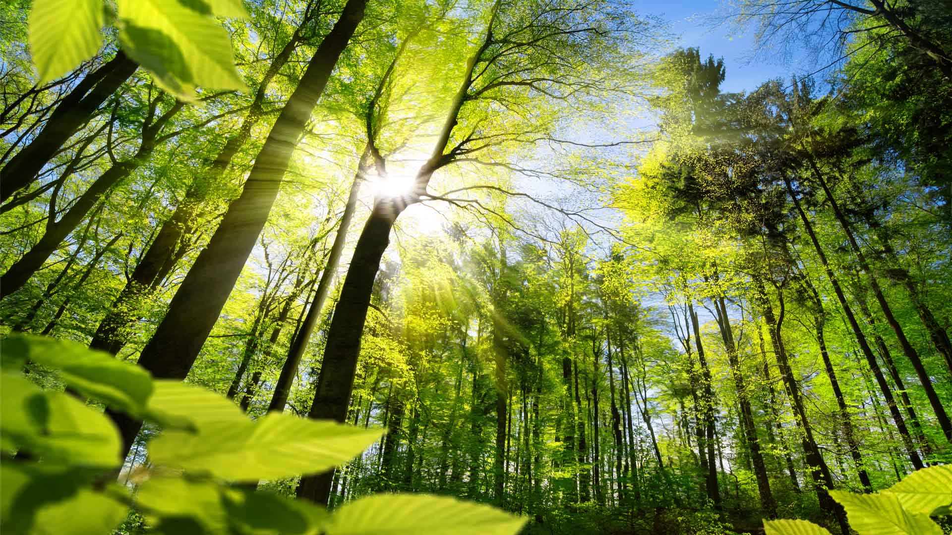 Nature image relating to the inspirational message