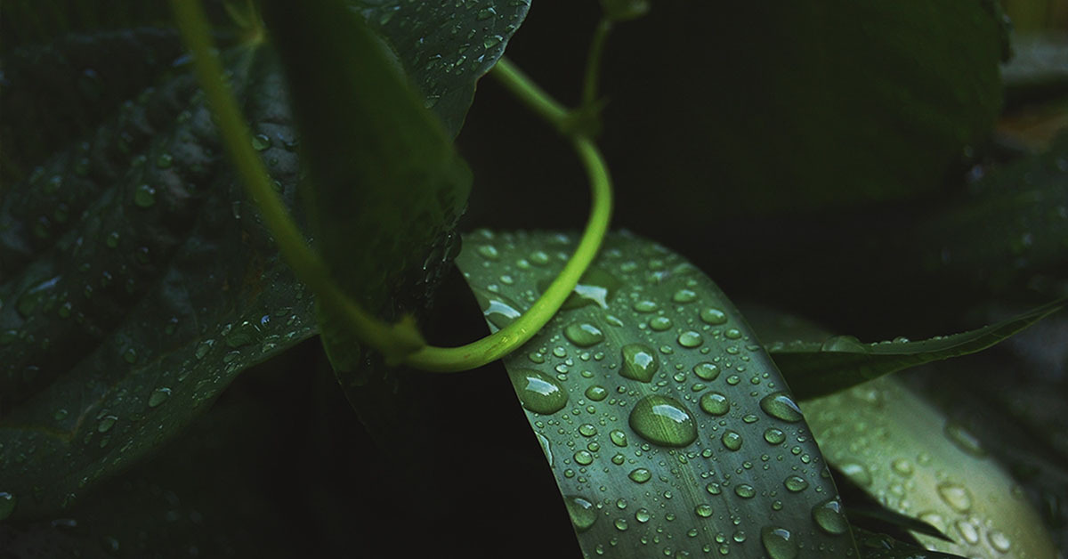 Nature image relating to the inspirational message