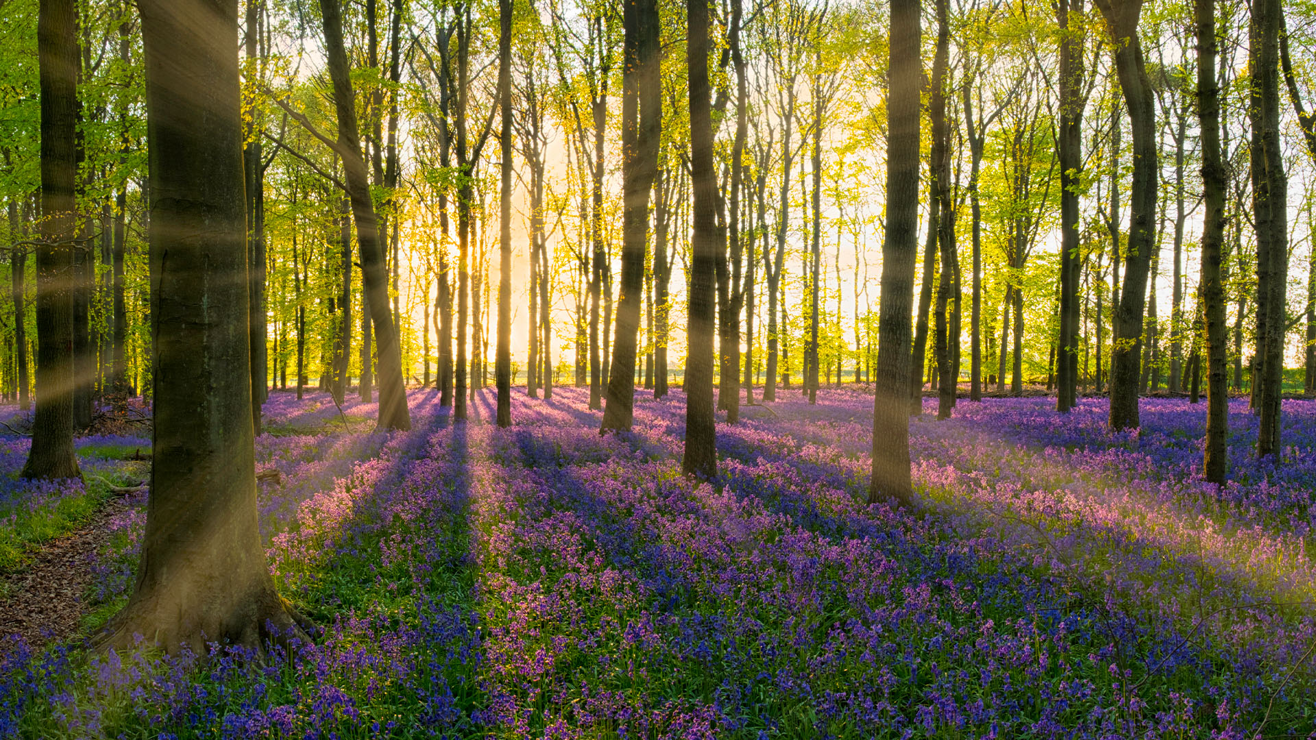 Nature image relating to the inspirational message