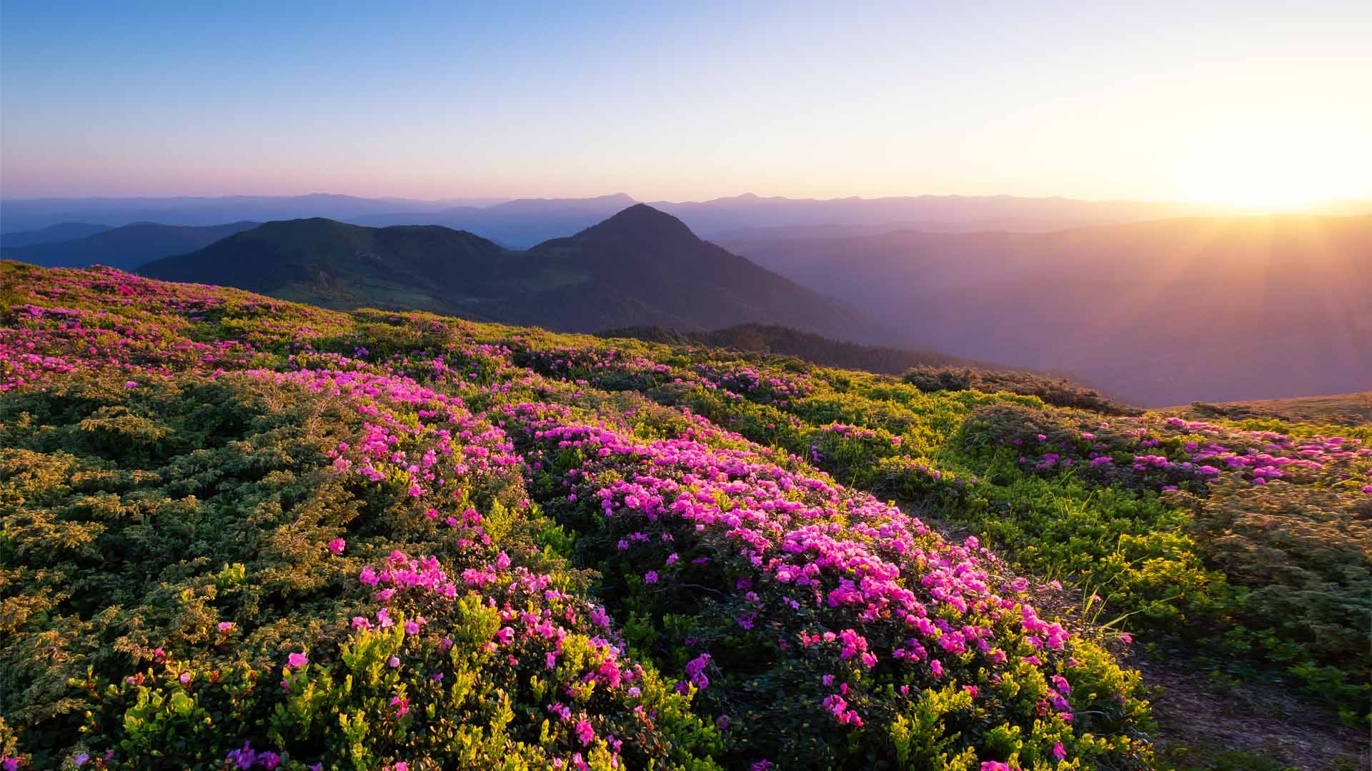 Nature image relating to the inspirational message