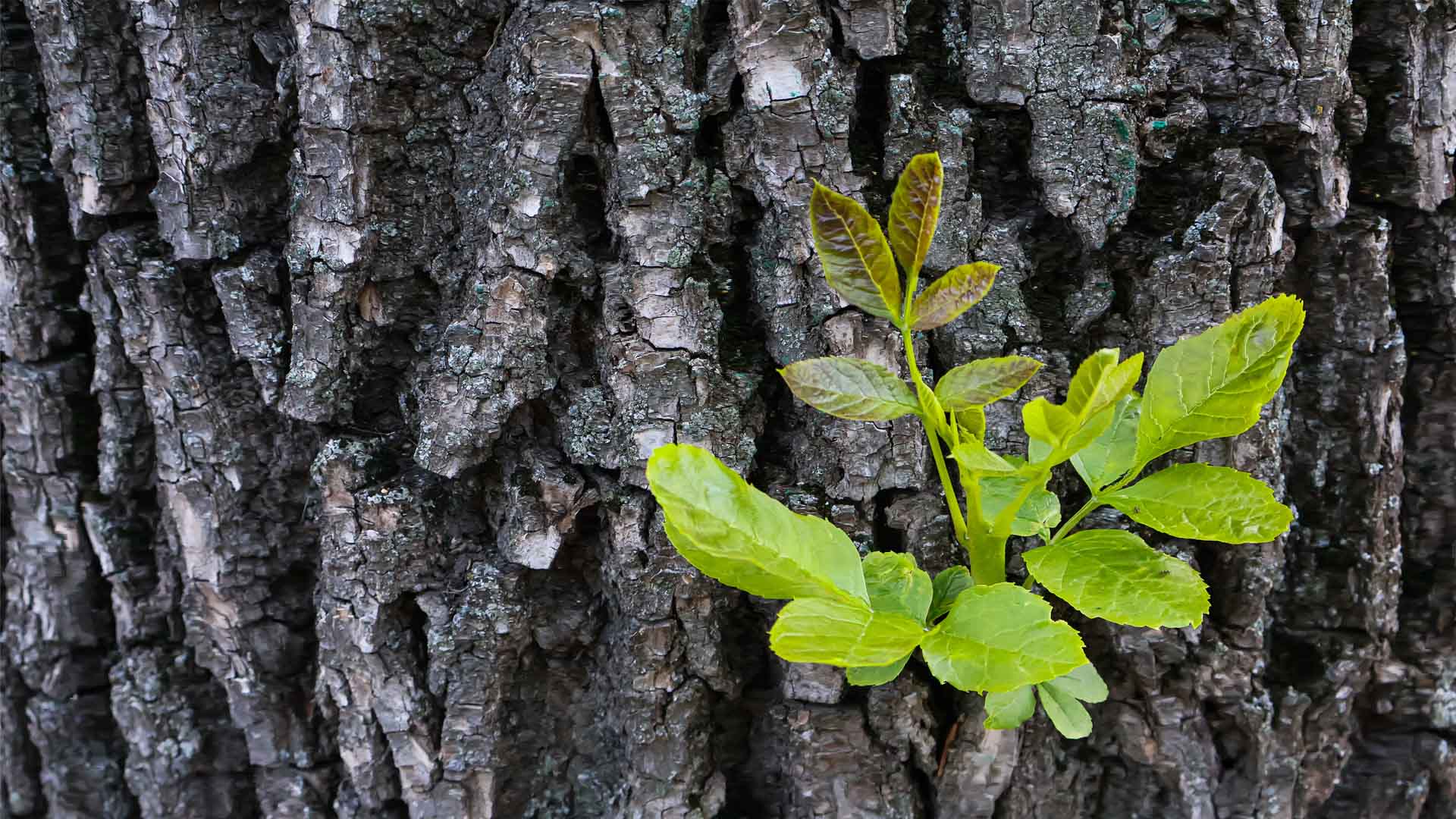 Nature image relating to the inspirational message