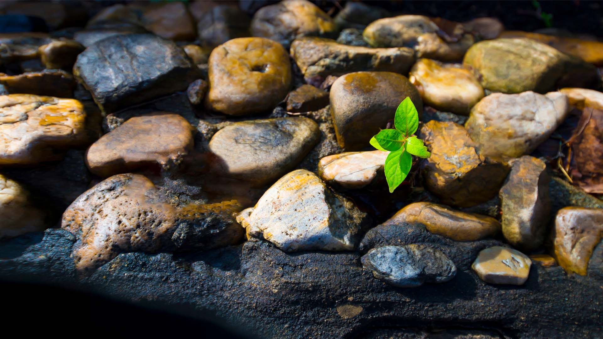 Nature image relating to the inspirational message