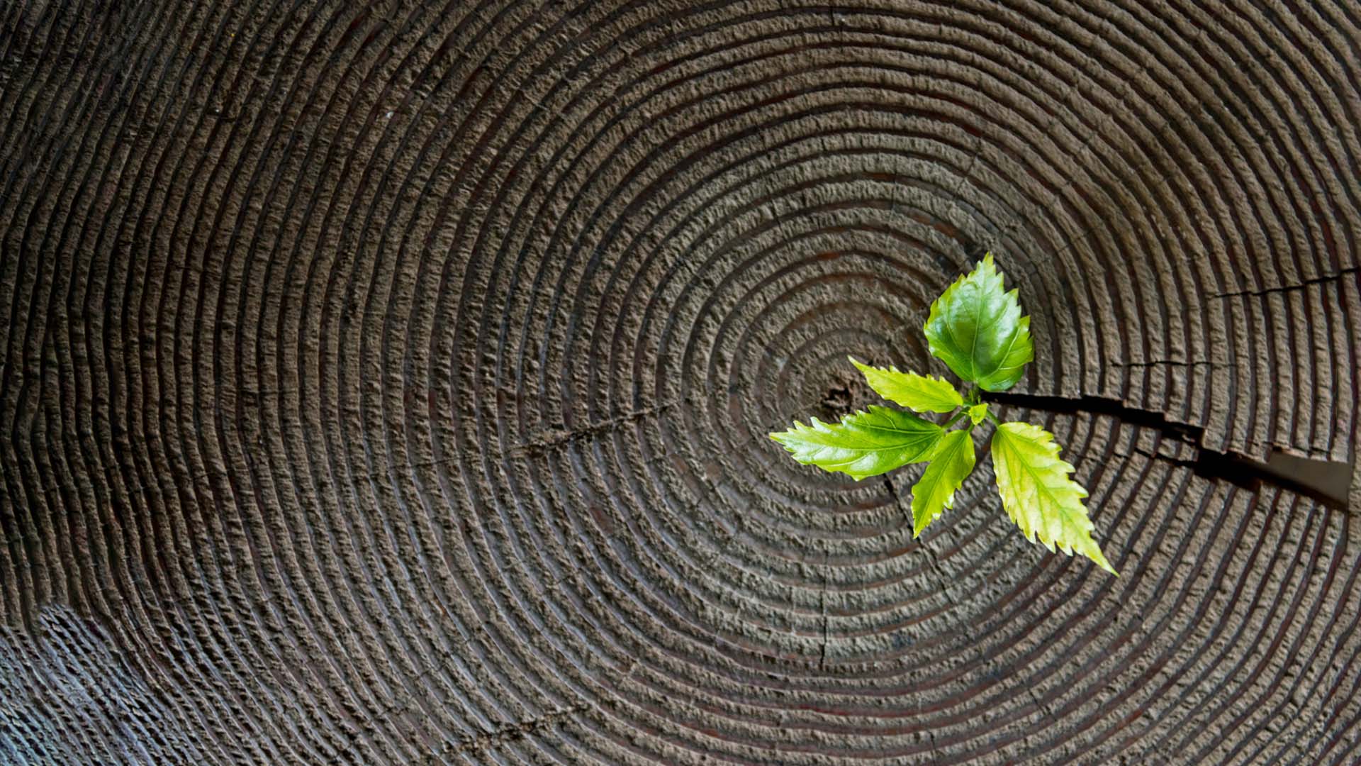 Nature image relating to the inspirational message