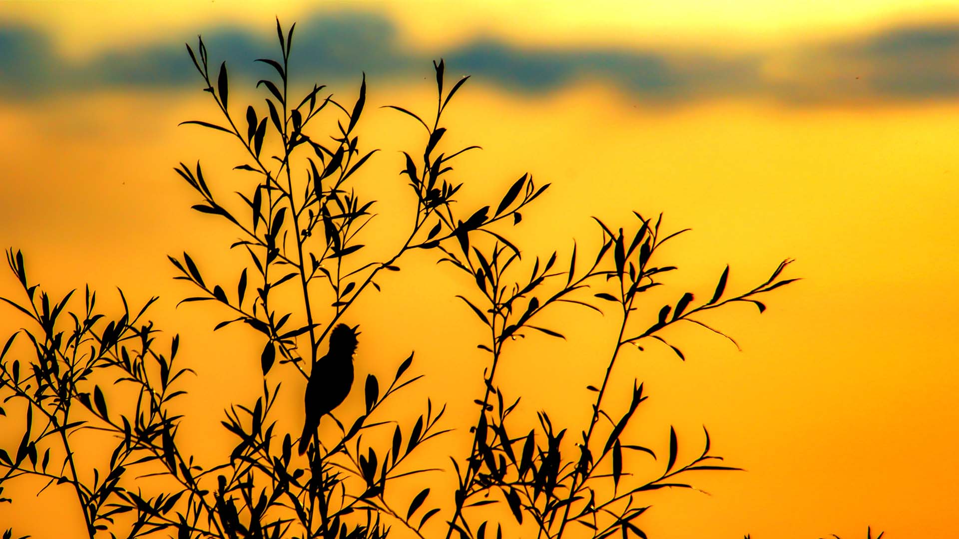 Nature image relating to the inspirational message