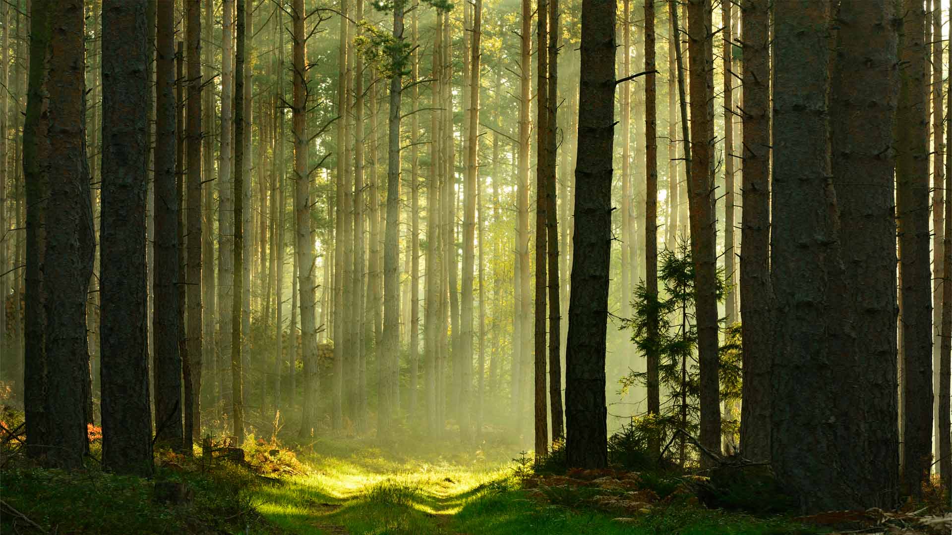 Nature image relating to the inspirational message