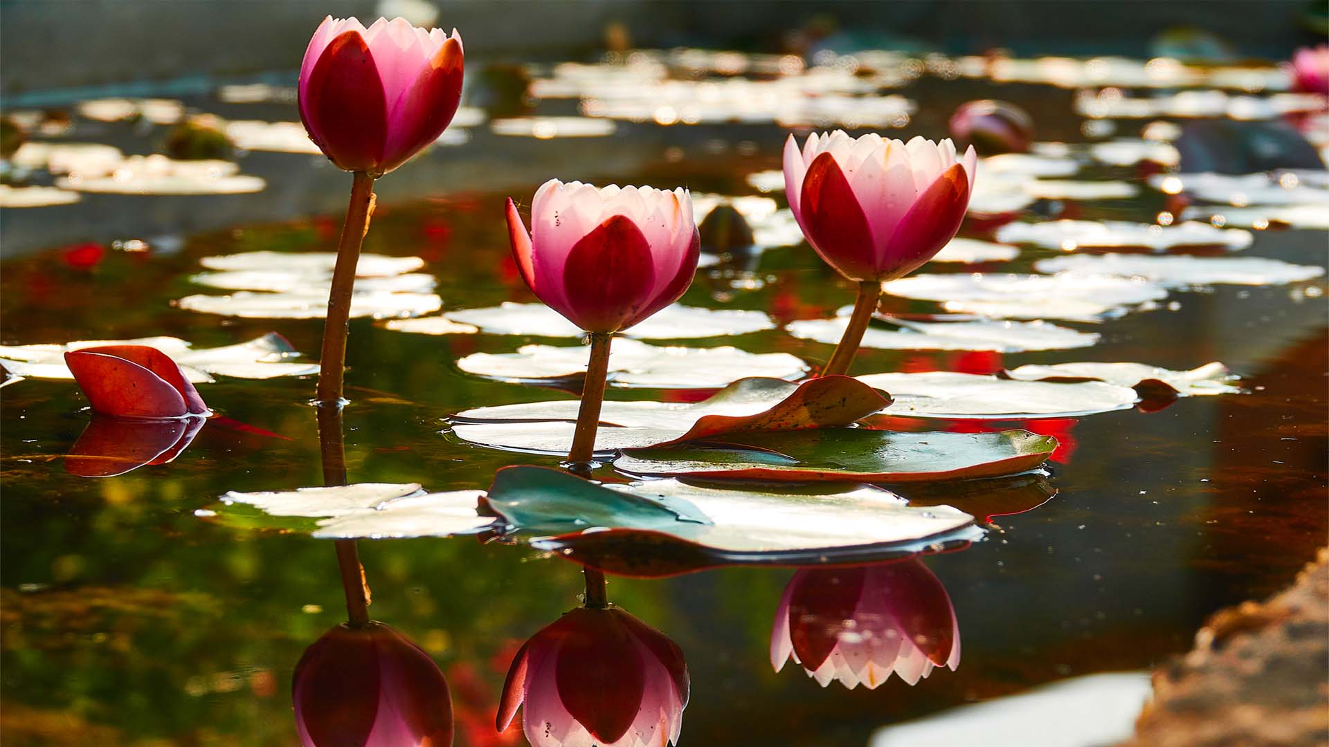 Nature image relating to the inspirational message