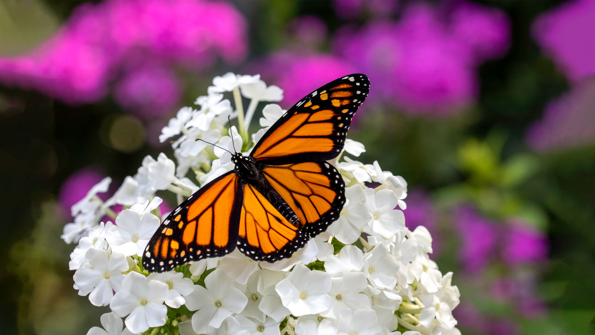 Nature image relating to the inspirational message