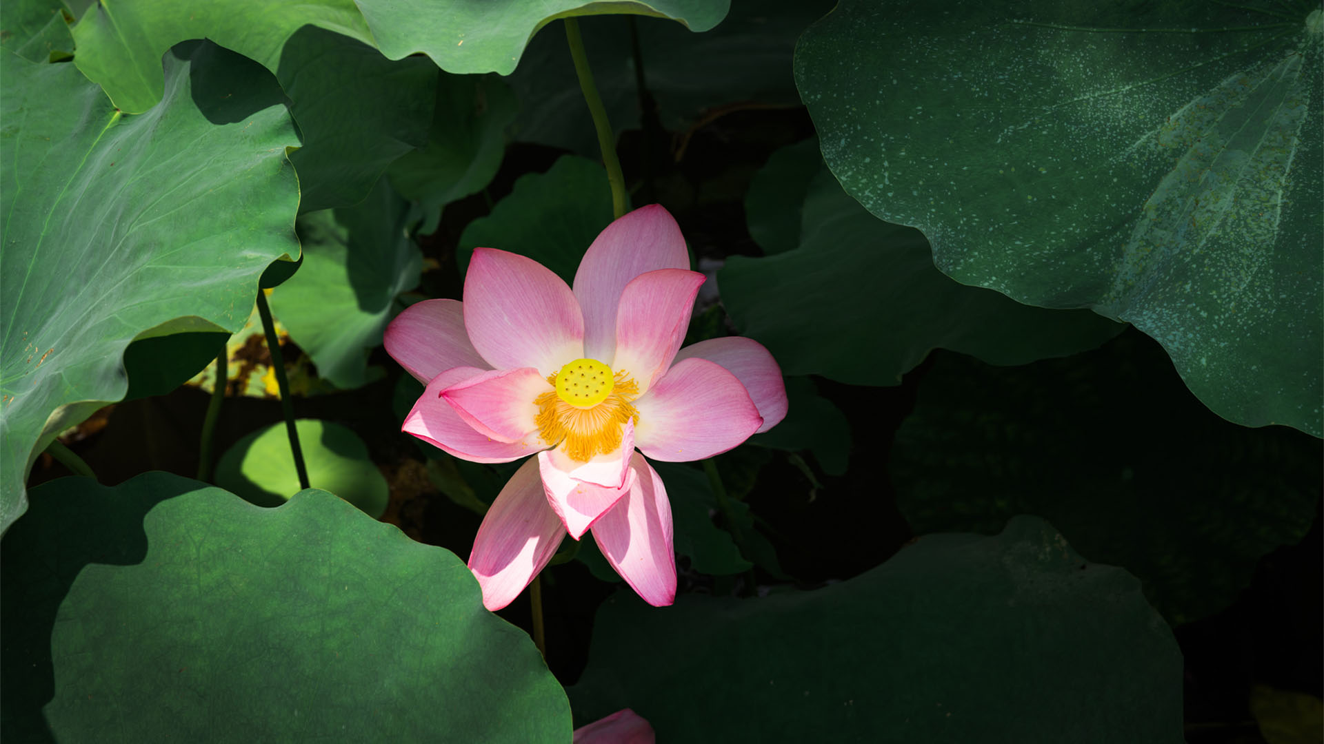 Nature image relating to the inspirational message