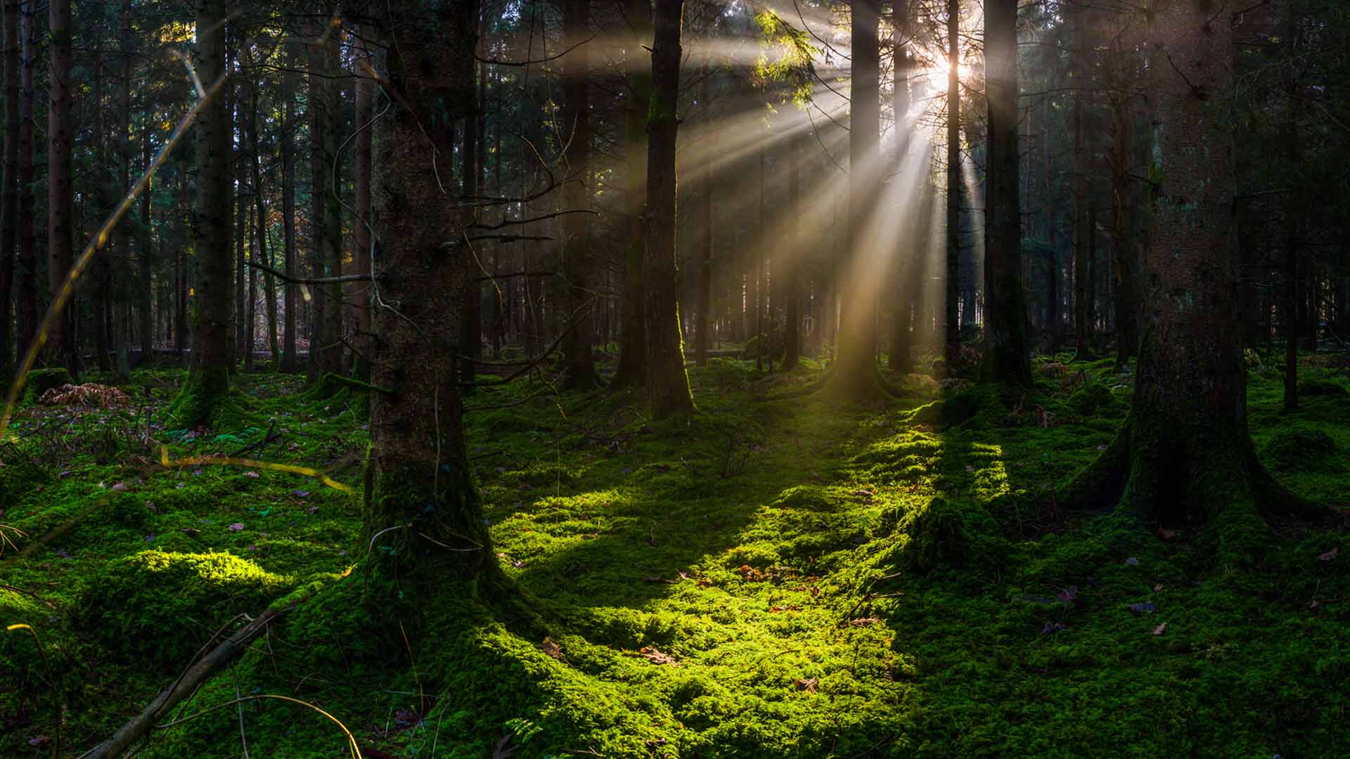 Nature image relating to the inspirational message
