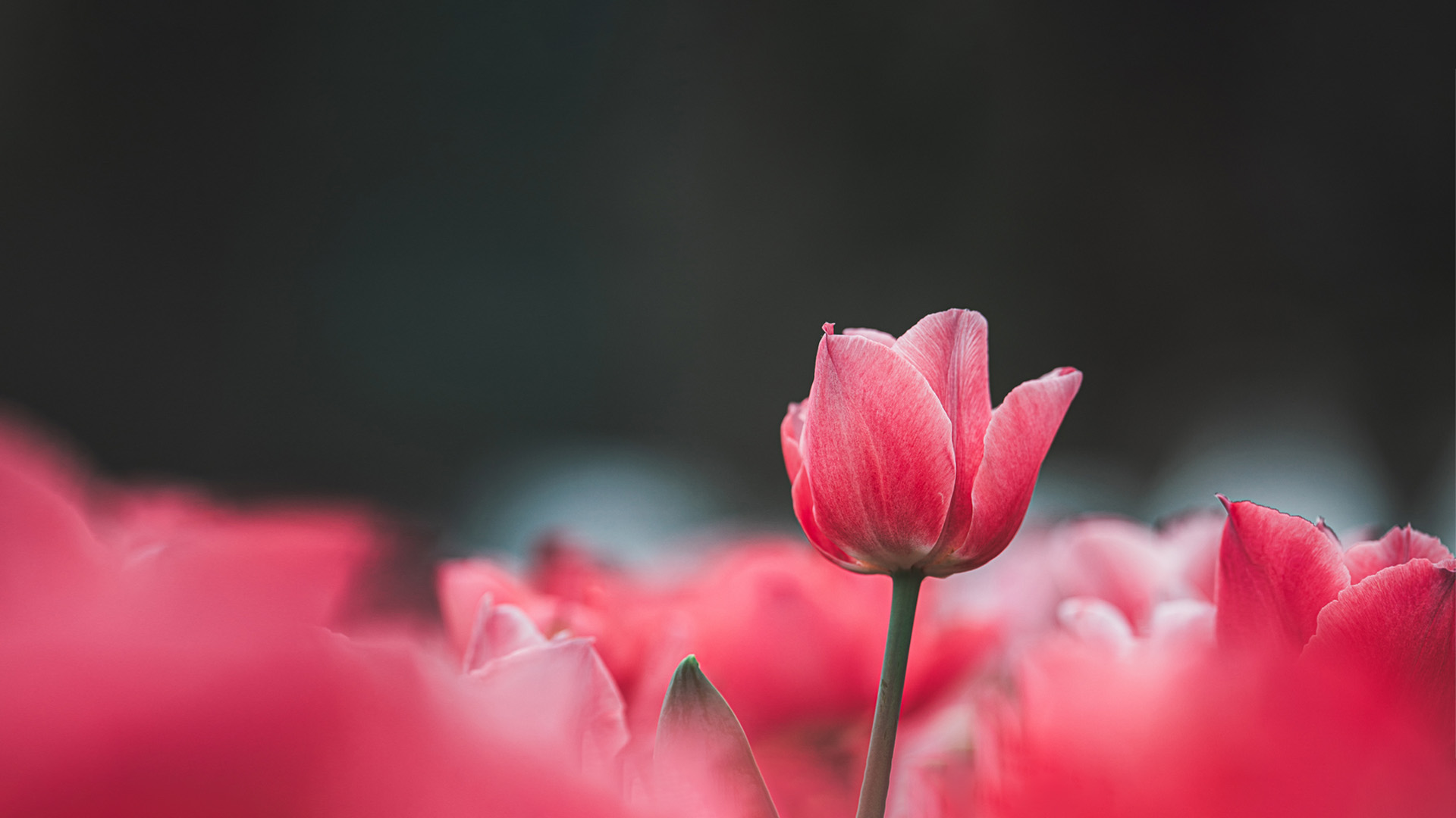 Nature image relating to the inspirational message