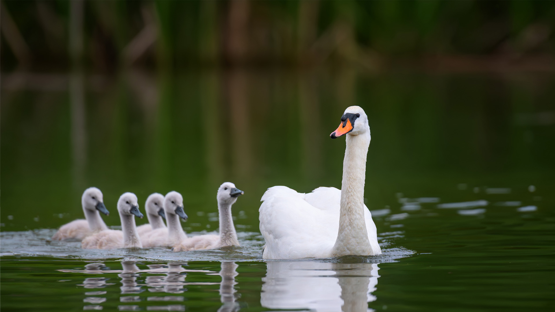 Nature image relating to the inspirational message
