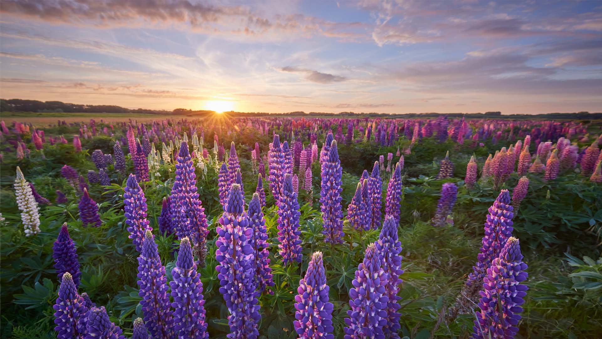 Nature image relating to the inspirational message