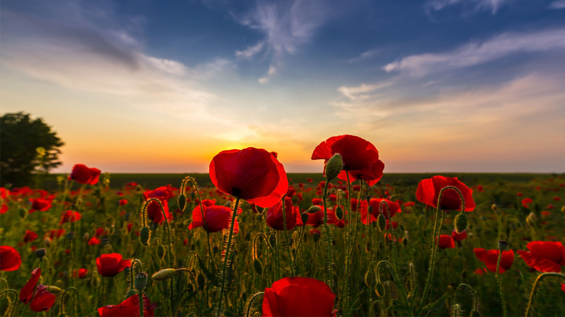Nature image relating to the inspirational message