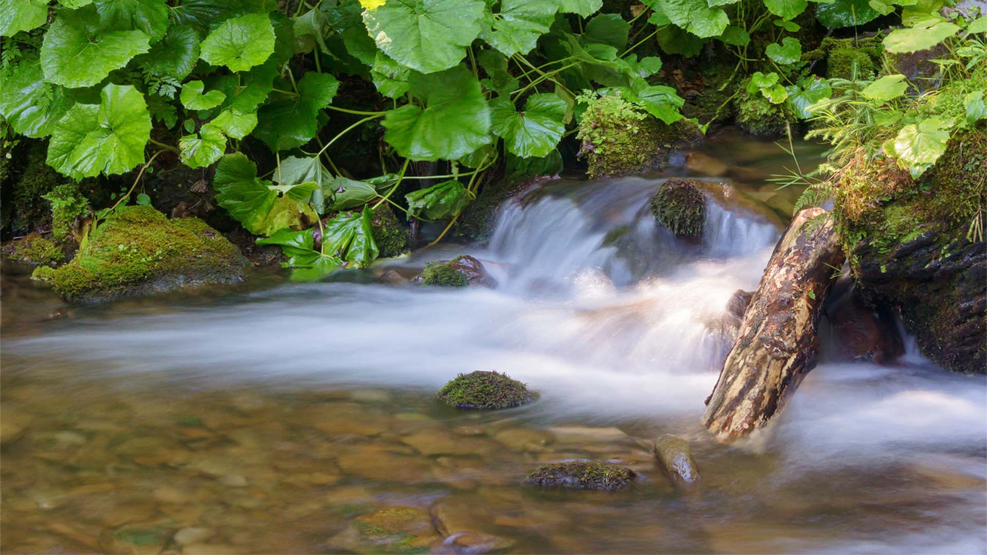 Nature image relating to the inspirational message