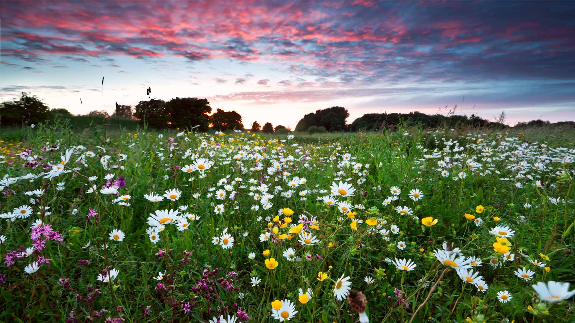 Nature image relating to the inspirational message