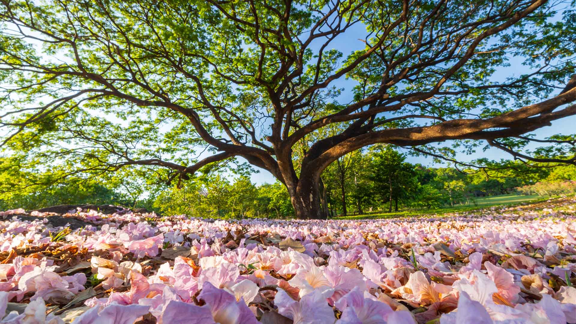 Nature image relating to the inspirational message