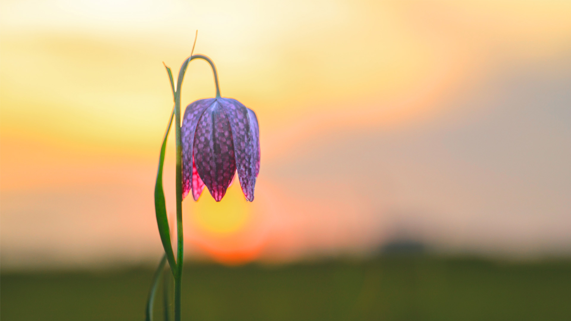 Close-up of a purple checkered flower with curved petals against a soft sunset background.