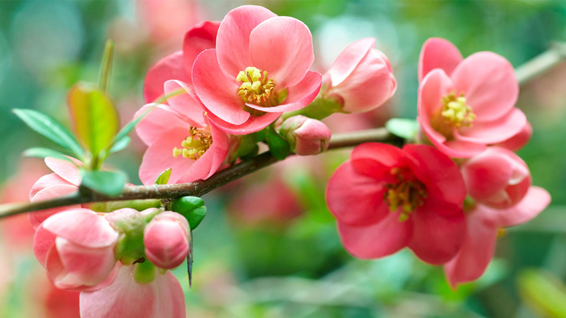 Nature image relating to the inspirational message