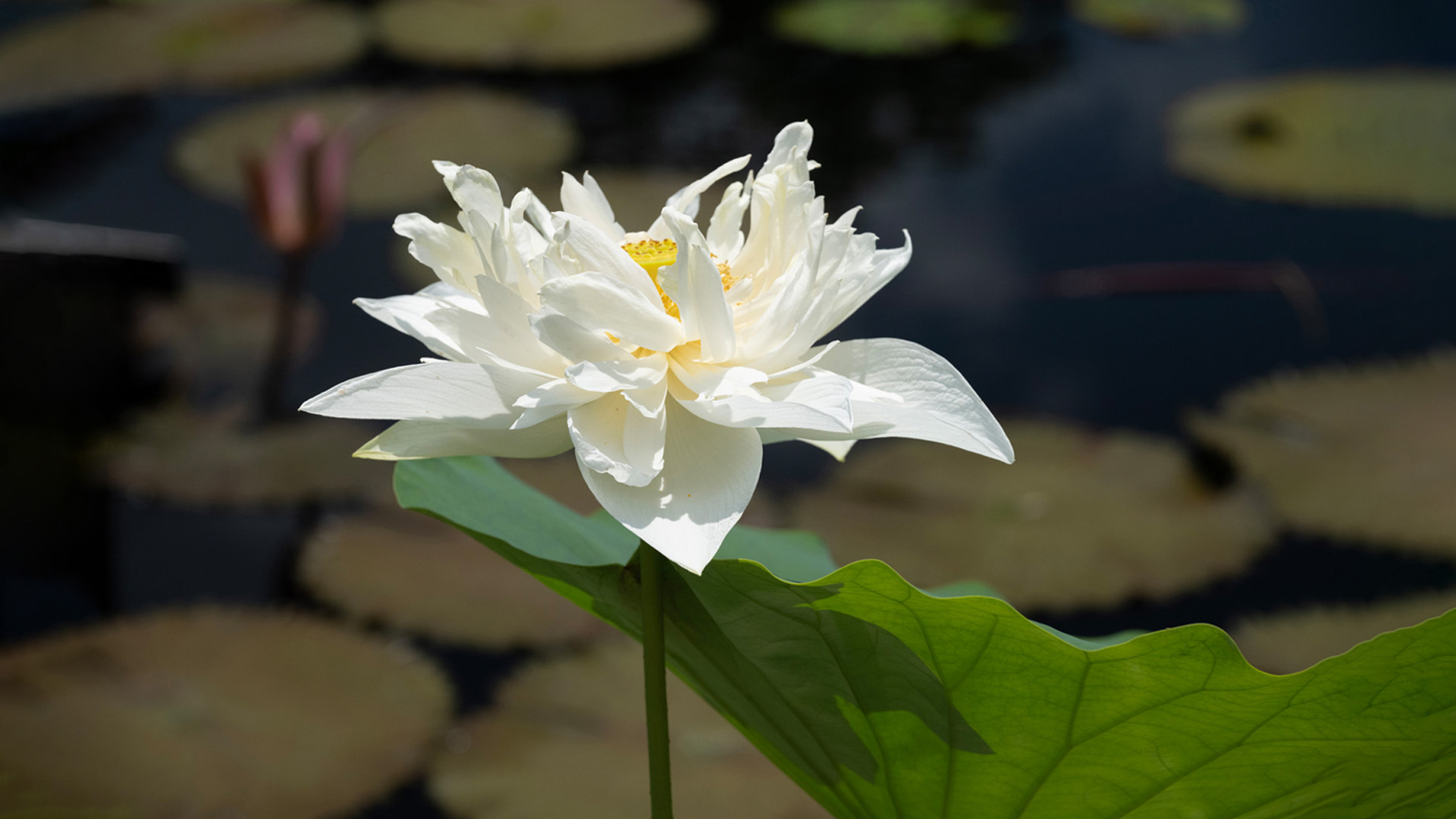 Nature image relating to the inspirational message