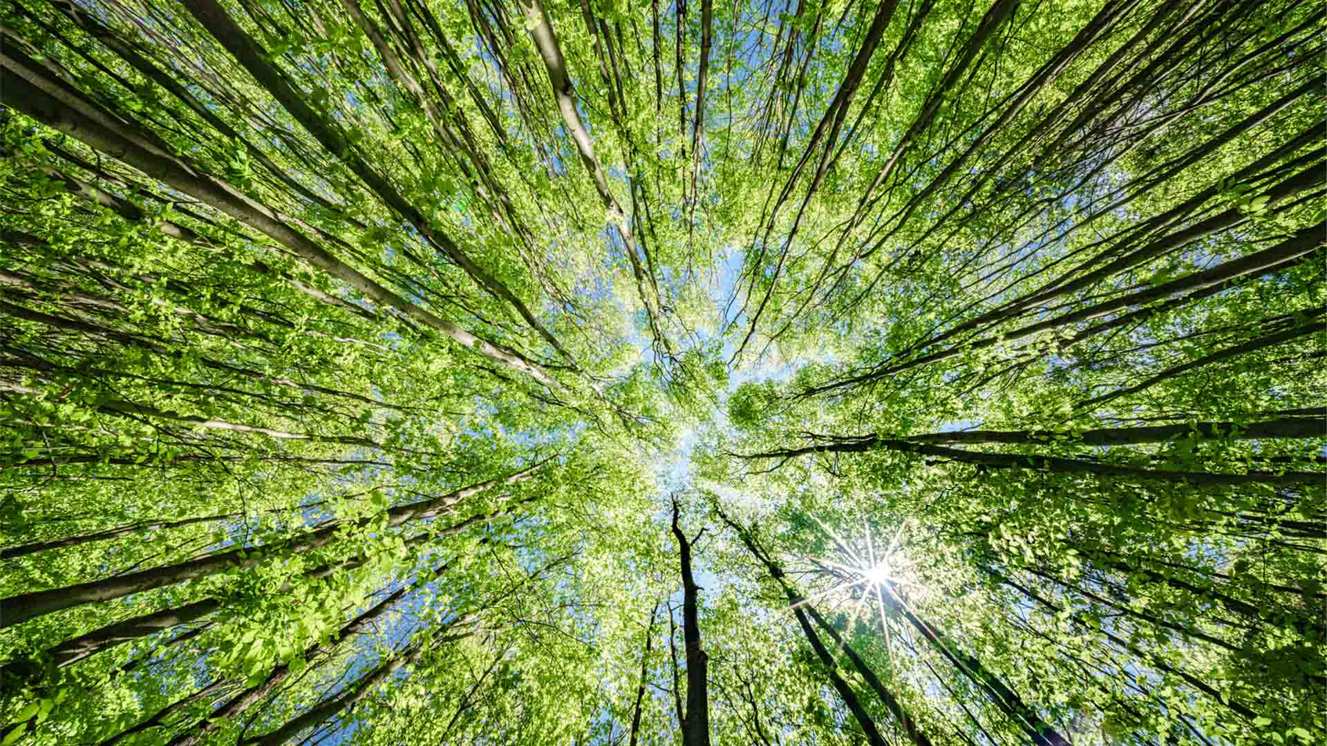 Nature image relating to the inspirational message
