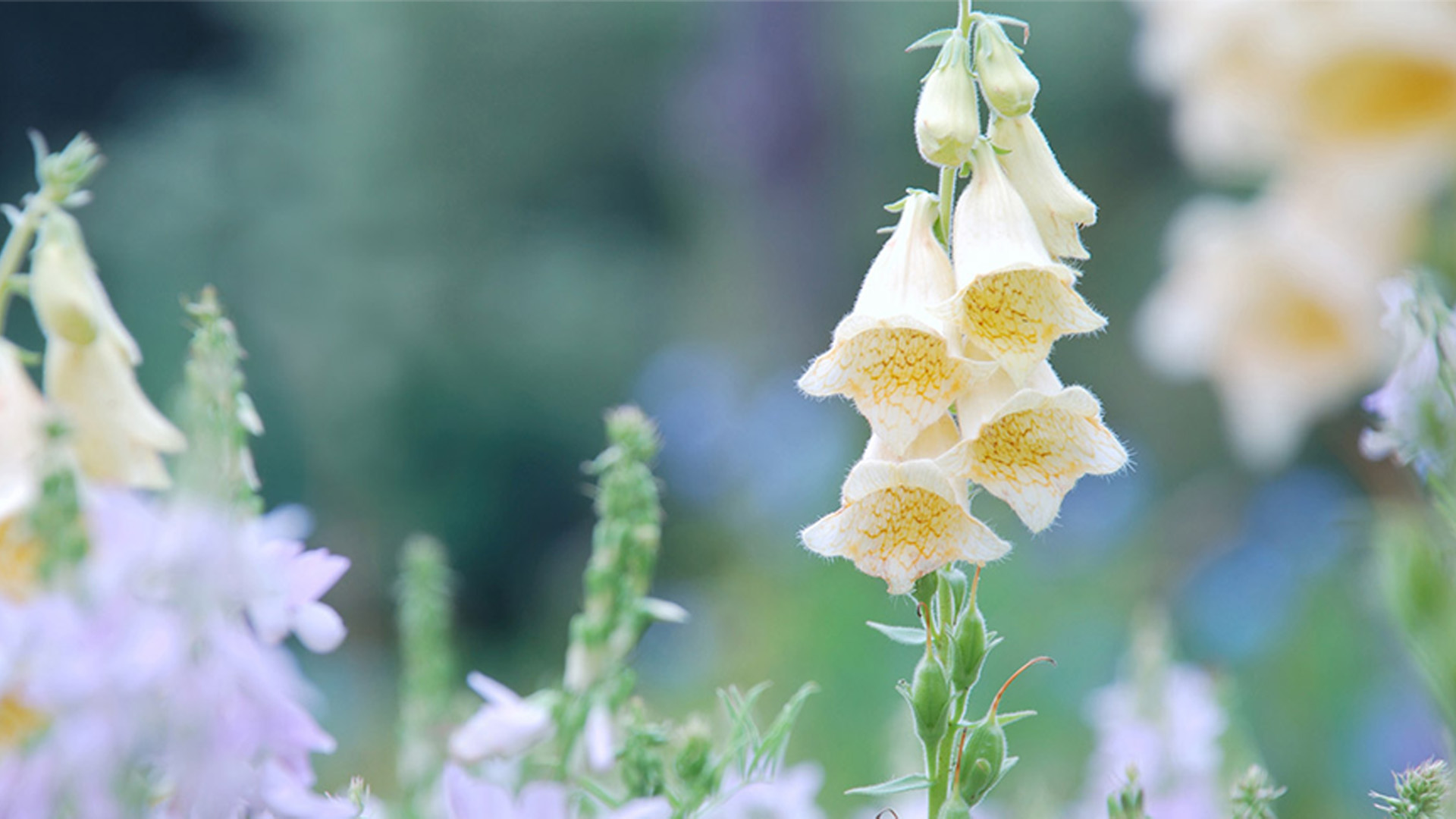 Nature image relating to the inspirational message