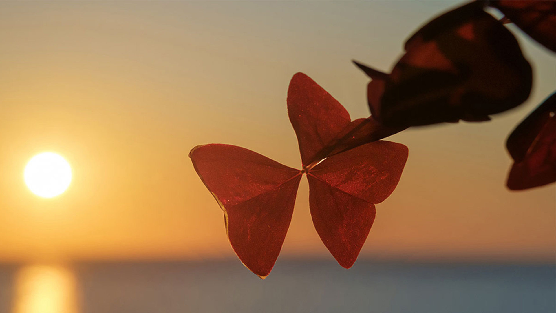 Nature image relating to the inspirational message