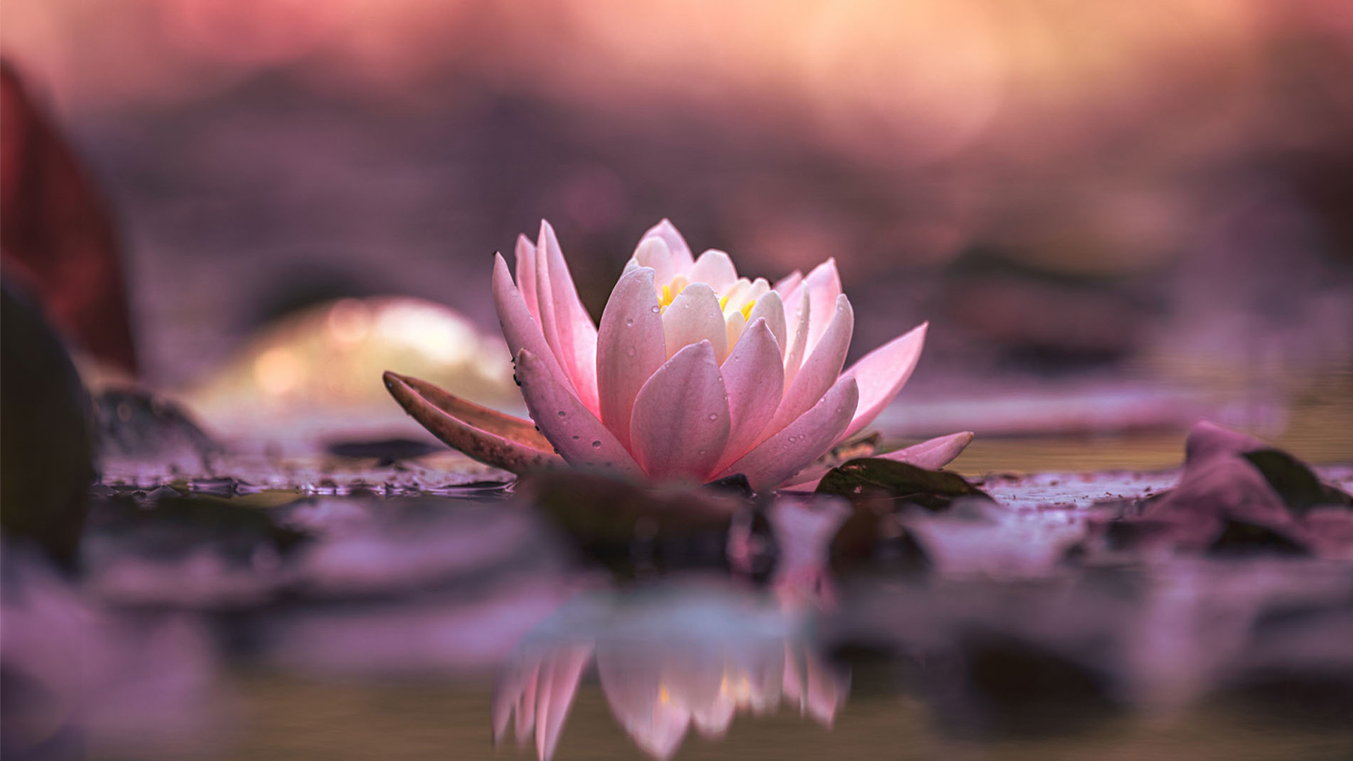 Nature image relating to the inspirational message