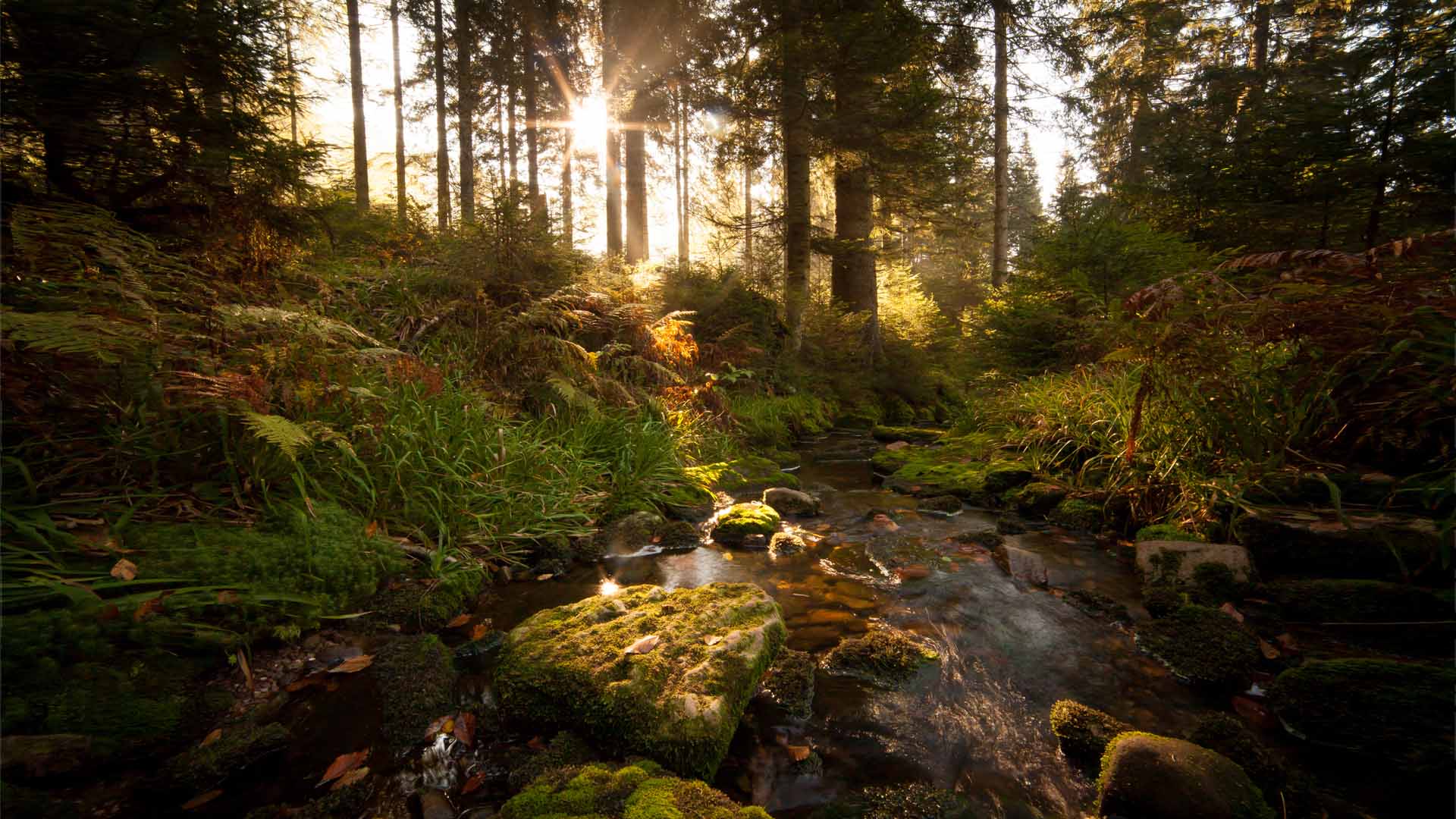 Nature image relating to the inspirational message