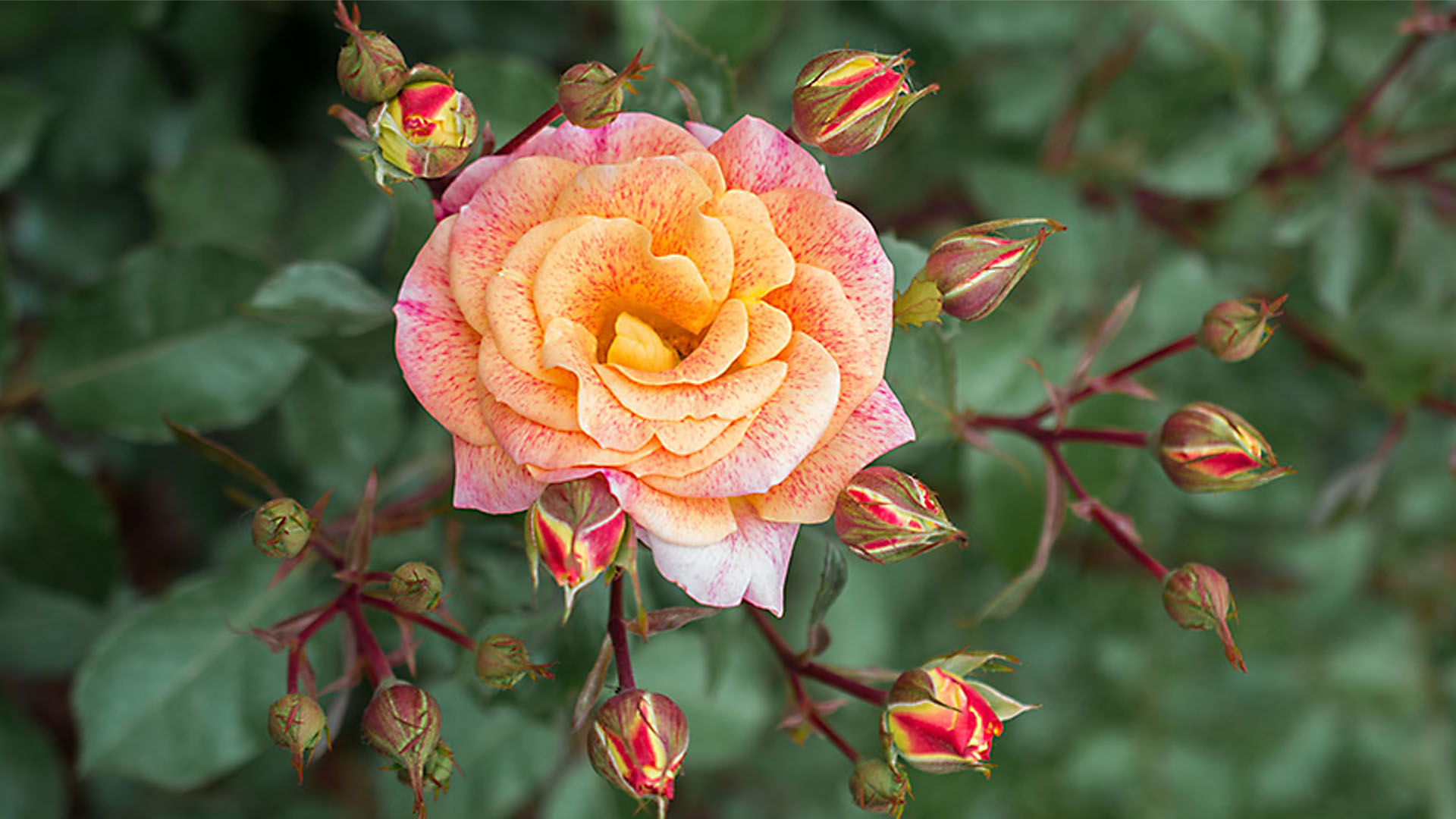 Nature image relating to the inspirational message