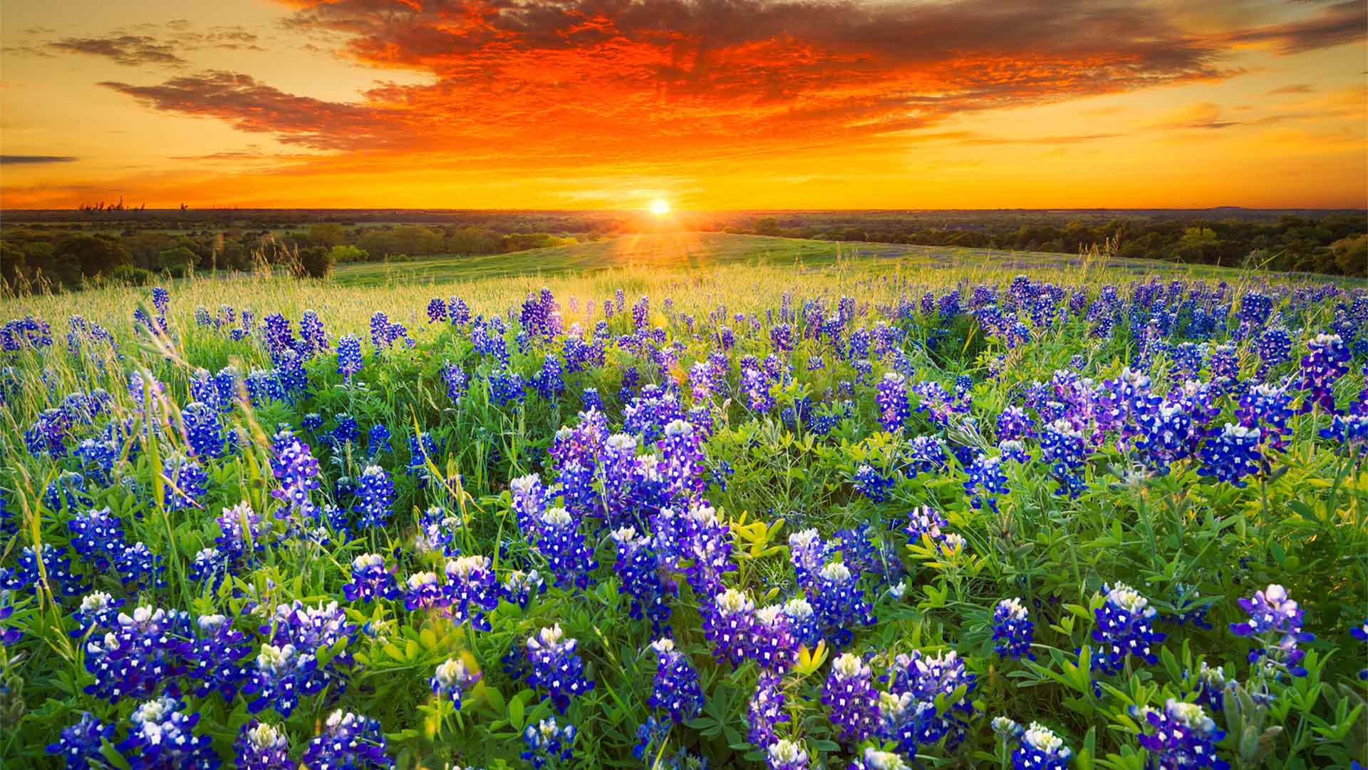 Nature image relating to the inspirational message