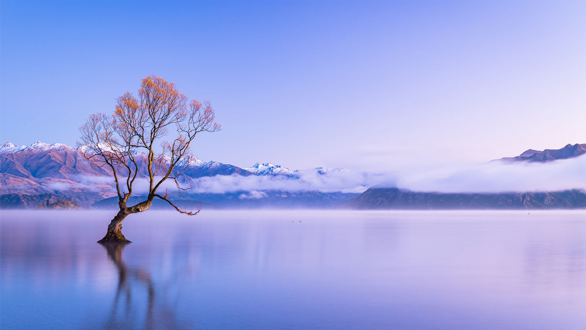 A lone tree with autumn leaves standing in calm water, reflecting on the surface, with snow-capped mountains and a low layer of mist in the background under a clear blue sky.