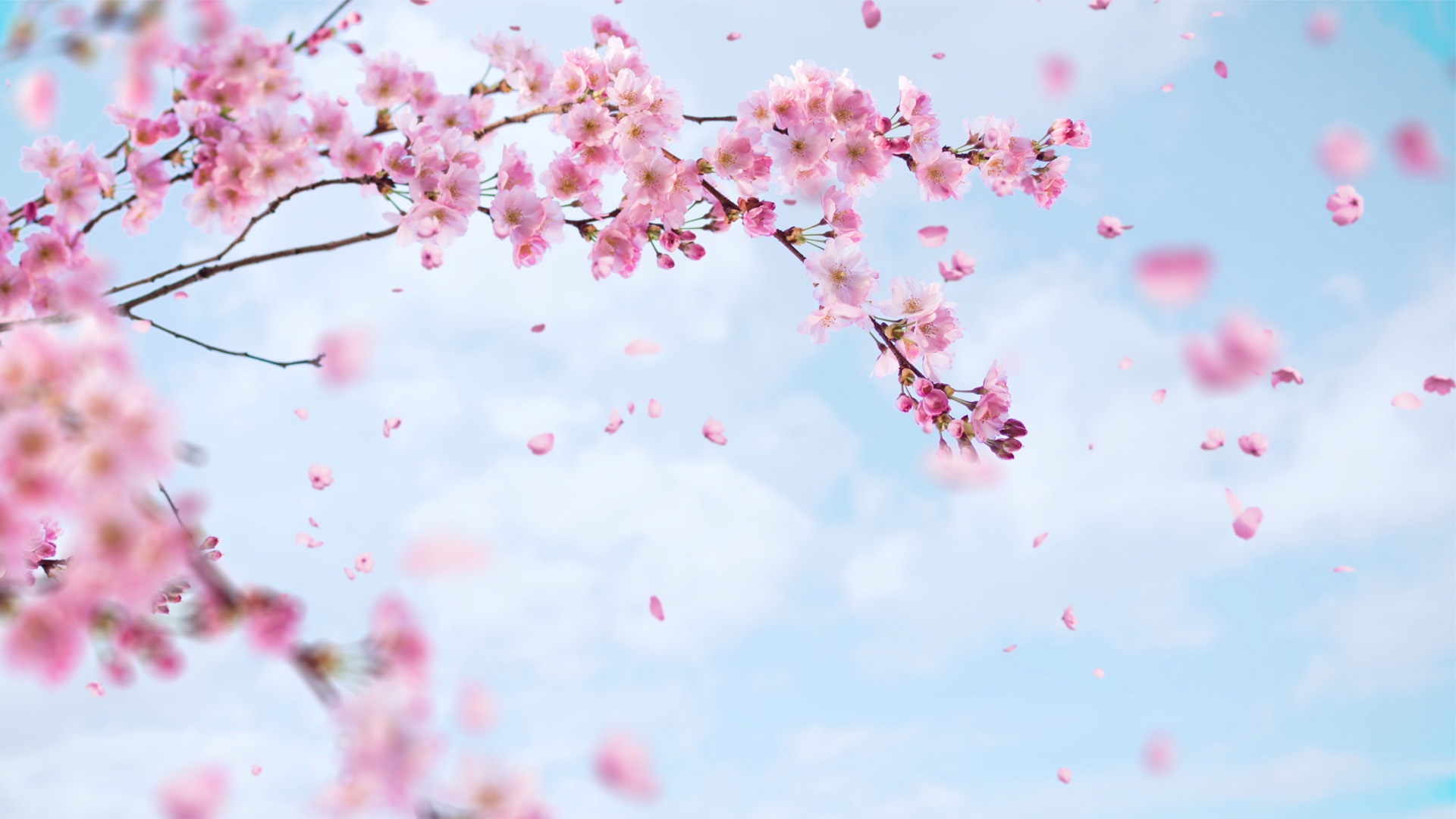 Branches of cherry blossoms with pink flowers against a blue sky with scattered clouds and falling petals.