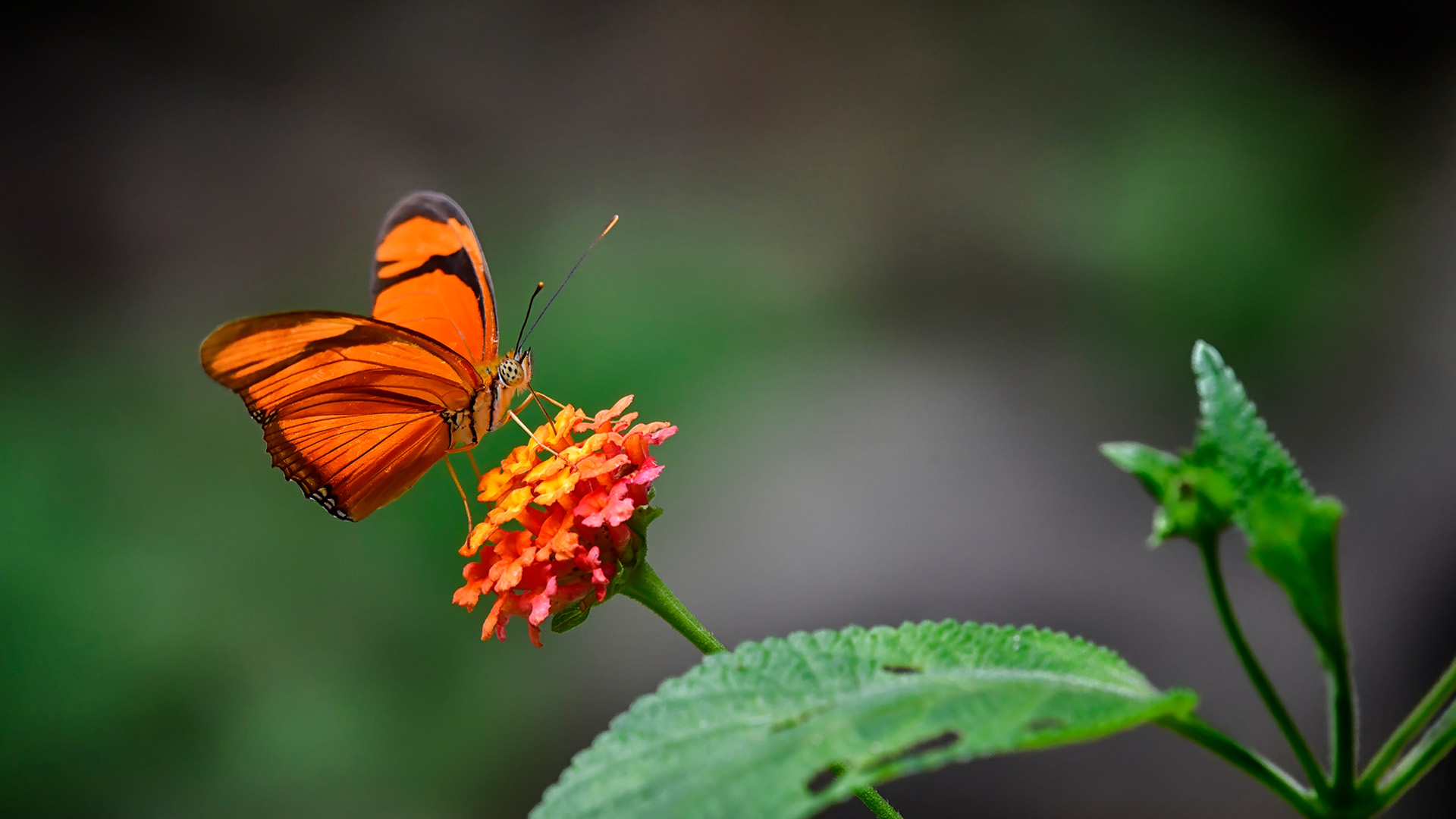 Close-up of an orange and black butterfly perched on a small cluster of orange and pink flowers with green leaves against a blurred natural background.