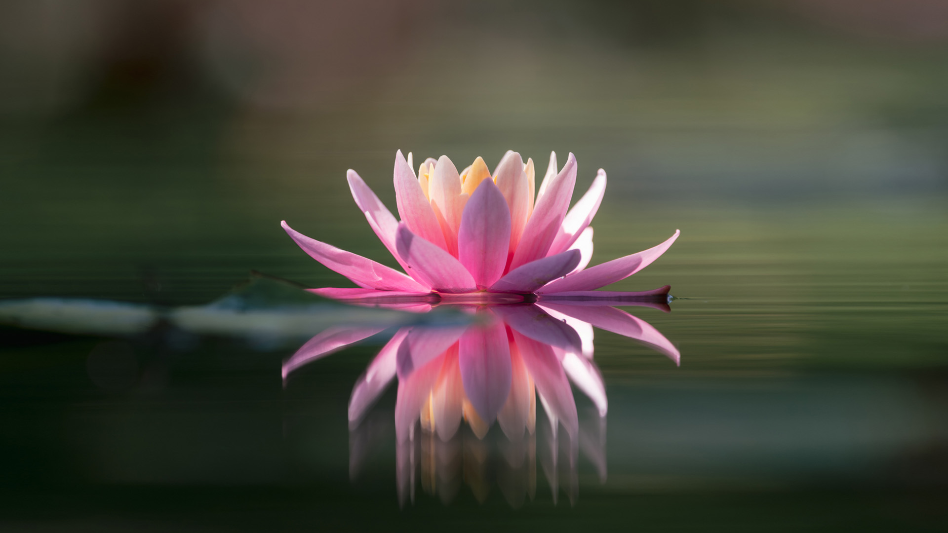 Pink water lily flower floating on calm water with a clear reflection below it.